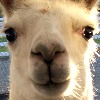 llamalover4132's avatar