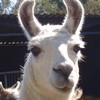 LlamasAreCool360's avatar