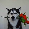 Londonthefox's avatar