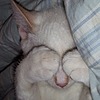 LorCatArt's avatar