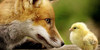 Love-Foxes's avatar