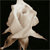 Lovers-Requiem's avatar