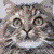lunacat's avatar