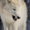 Lunarwolves1's avatar