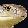Lunathekingcobra's avatar