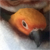 Lycantheropa's avatar