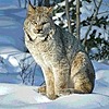 Lynx-Blues's avatar