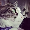 MadamMew79's avatar