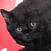 maddekartist's avatar