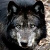 Madwolf92's avatar