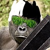 MaindeSinge's avatar