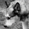 malamute-musher's avatar