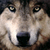 mana-wolf's avatar