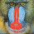 mandrill's avatar