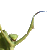 mantisattack02plz's avatar
