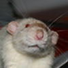 mar-ratz's avatar