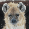 marcioo9's avatar