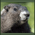 marmots's avatar