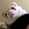 MaskedFerret04's avatar