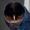 masterklim's avatar