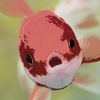 MasterofFish's avatar