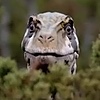 Maxflau's avatar