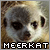 meerkat-look-out's avatar
