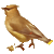 meltedwaxwing's avatar