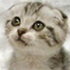 meow-mui's avatar