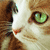 Meowing-Kitty-Artist's avatar