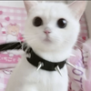 meowsweet's avatar