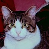 MicioBello's avatar