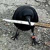 MidnightMurderCrow's avatar