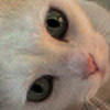 Milky-the-Cat's avatar