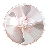 miniepsds's avatar