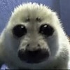 MioMini's avatar