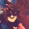 misty-eyed-moon-cat's avatar