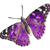 Miz-Butterfly's avatar