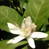 moletero's avatar