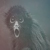 MonkeysKyrptonite's avatar