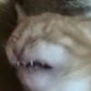 moonpupper's avatar