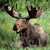 Moose-in-the-yard's avatar