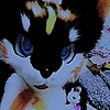 MorbidJackal's avatar