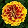 morcarose's avatar