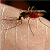 mosquitoplz's avatar
