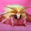 MothLeafMama's avatar