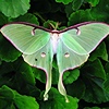 Mothmanatee's avatar