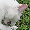 mothzie's avatar