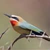 mountain-birder's avatar