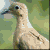 mourning-dove's avatar